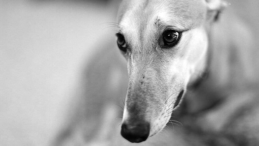 Animals, Dog, Muzzle, Bw, Chb, Nose, Greased, Smeared HD wallpaper