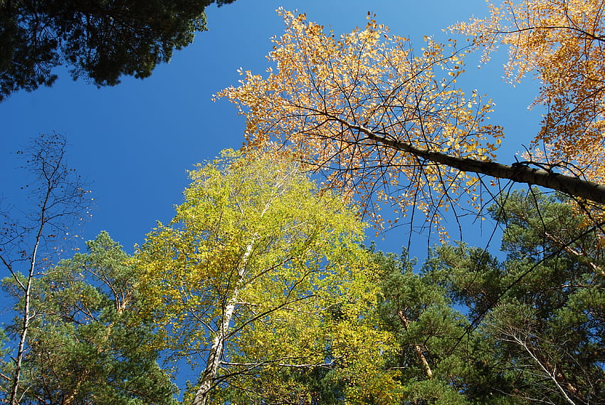 Nature, Sky, Autumn, Forest HD wallpaper