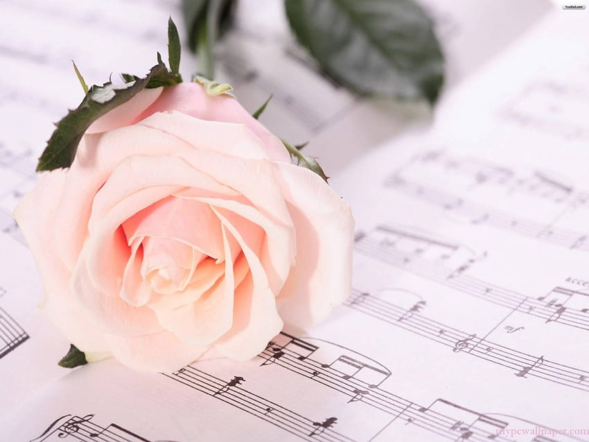 rose symbal of love, rose, pink, brauty, flower HD wallpaper