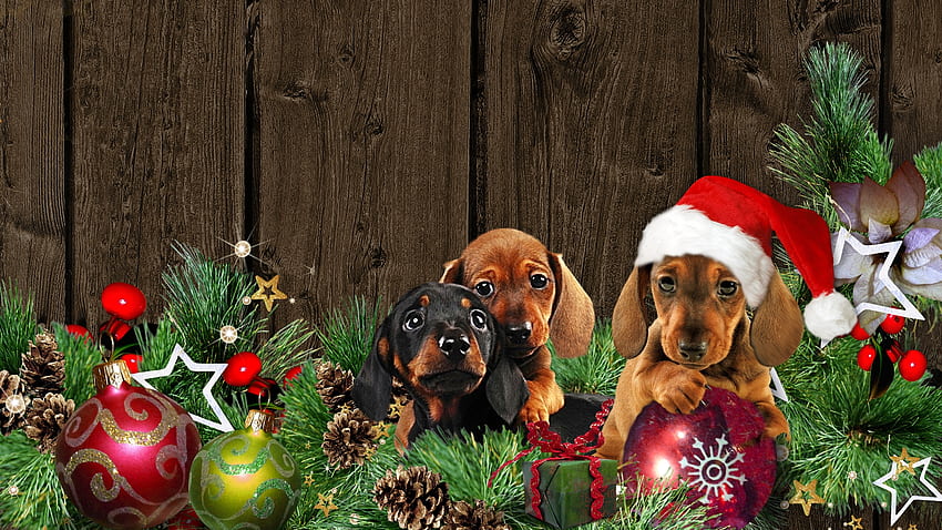 Weiner Dog Christmas, evergreen, dogs, puppies, cute, Firefox Persona theme, weiner dog, Santa hat, holiday, dachshund, Christmas, pets, decorations HD wallpaper