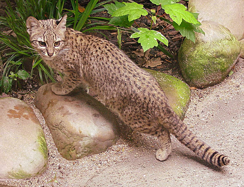 Geoffroys Cat, specie di gatto selvatico, gatti selvatici, fauna selvatica Sfondo HD