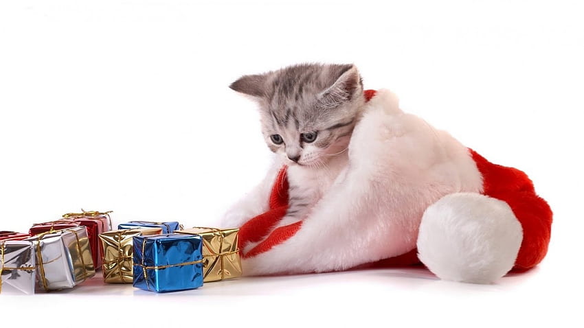 kucing natal, biru, anak kucing, hewan, putih, craciun, kucing, hadiah, kotak, natal, merah, santa, topi Wallpaper HD