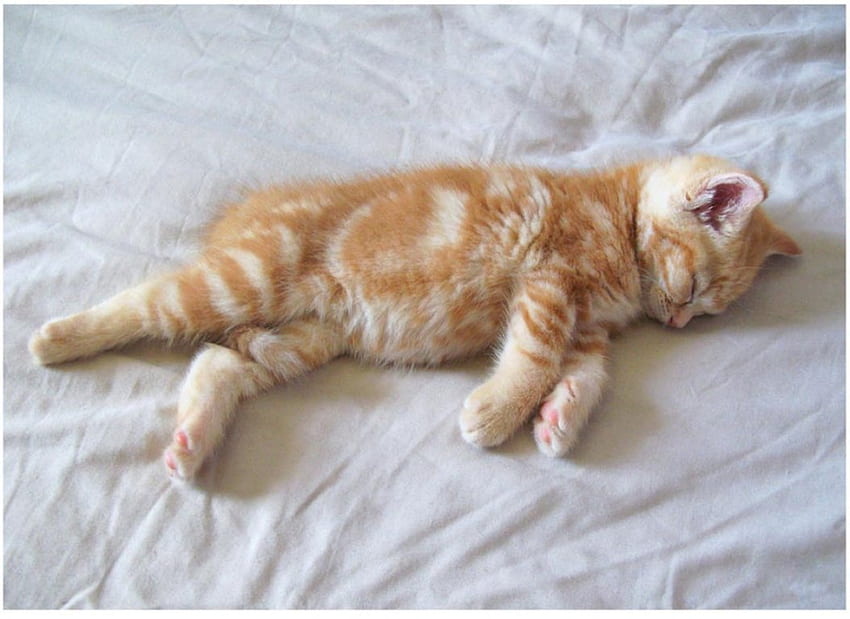 Cabeça sonolenta, gatinho, sonolento, cabeça, gato papel de parede HD
