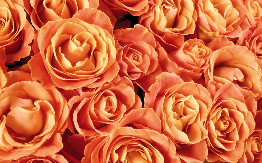 Прасковени рози, прасковени цветя HD тапет