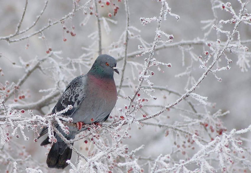 Lone pigeon., winter, berry, pigeon, bird HD wallpaper