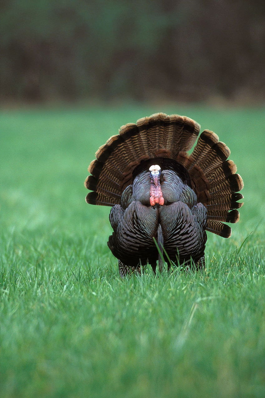 Top 59 Wild Turkey - Animal Spot, Gobbling Turkey HD phone wallpaper |  Pxfuel