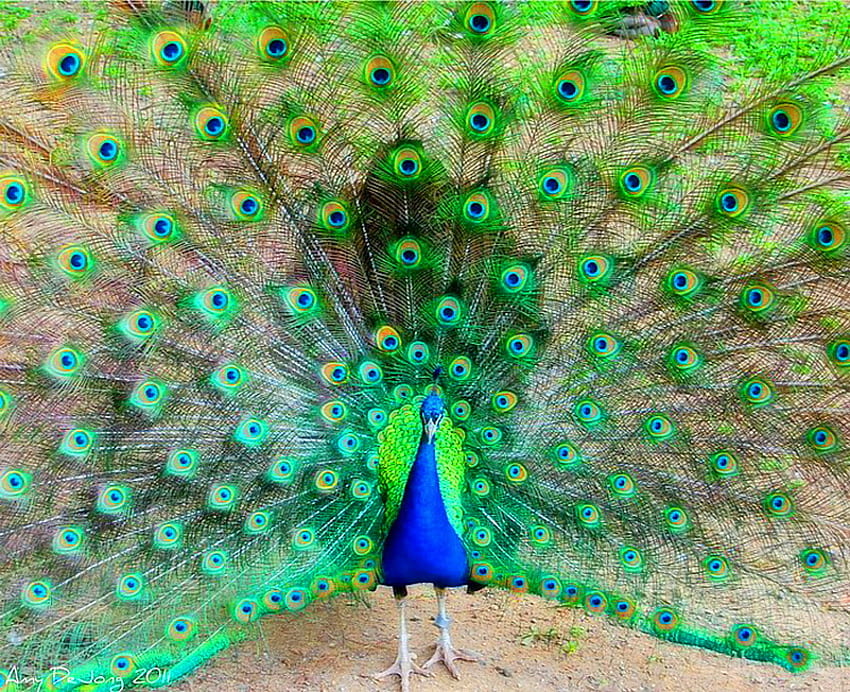 Plumes, bleu, oiseau, couleurs, queue, éventail, vert, paon, mâle Fond d'écran HD