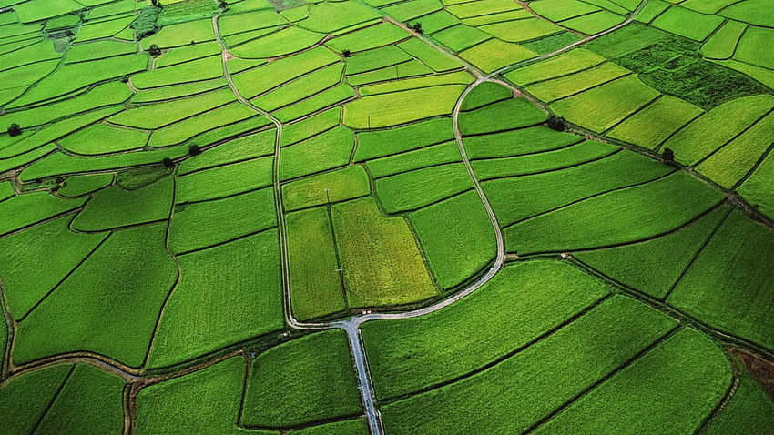 the green puzzle of rice fields, fields, road, parcels, green HD wallpaper