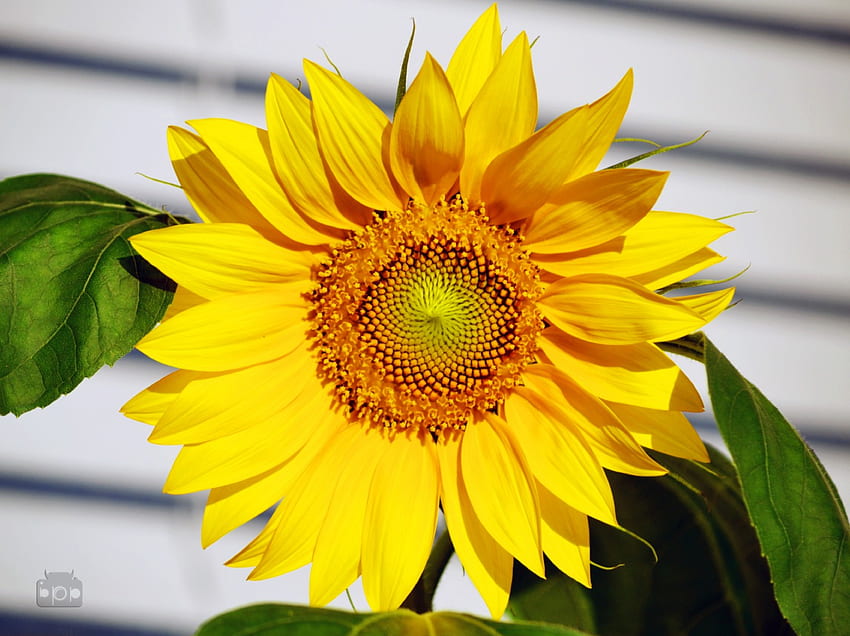 Selamat pagi, sinar matahari, taman, segar, bunga matahari, kehangatan, besar, cemerlang, cerah, hijau, kuning, alam, bunga, selamanya Wallpaper HD