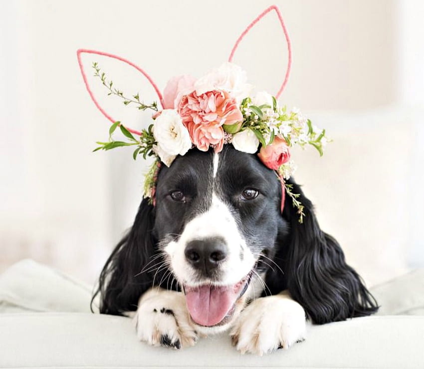 Happy Easter!, dog, white, black, cute, bunny, pink, flower, ears, funny, easter, caine, wreath HD wallpaper