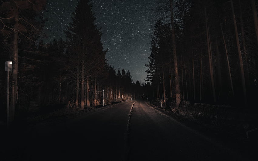 Wald bei Nacht, Abendwald HD-Hintergrundbild