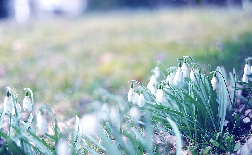 Frühling, Natur, Gras, Schneeglöckchen, Glanz, Licht, März HD-Hintergrundbild