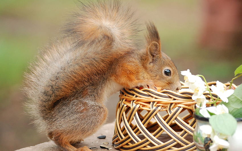 Animals, Squirrel, Flowers, Basket, Tail, Curiosity HD wallpaper