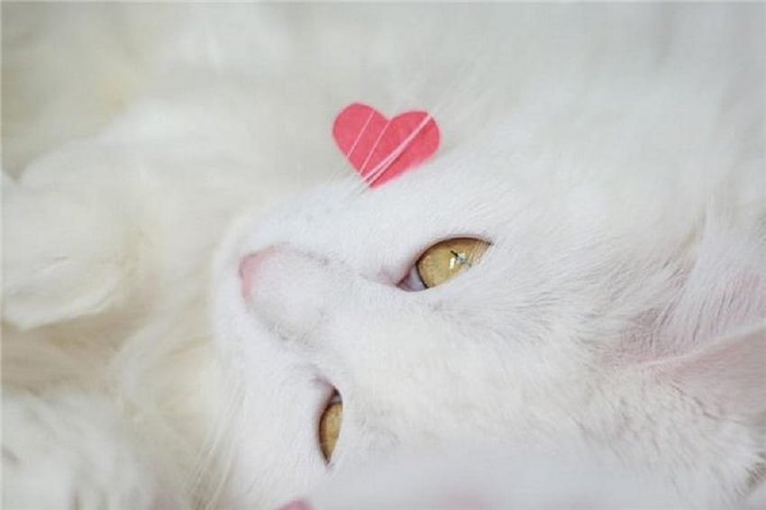Hug Me, słodki, biały, zapierający dech w piersiach, kotek, uroczy, kot, biały kot, miłość, urocza, serce Tapeta HD