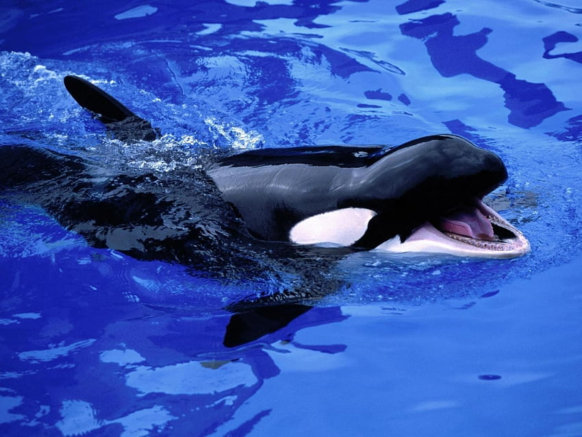 Animals, Killer Whales HD wallpaper