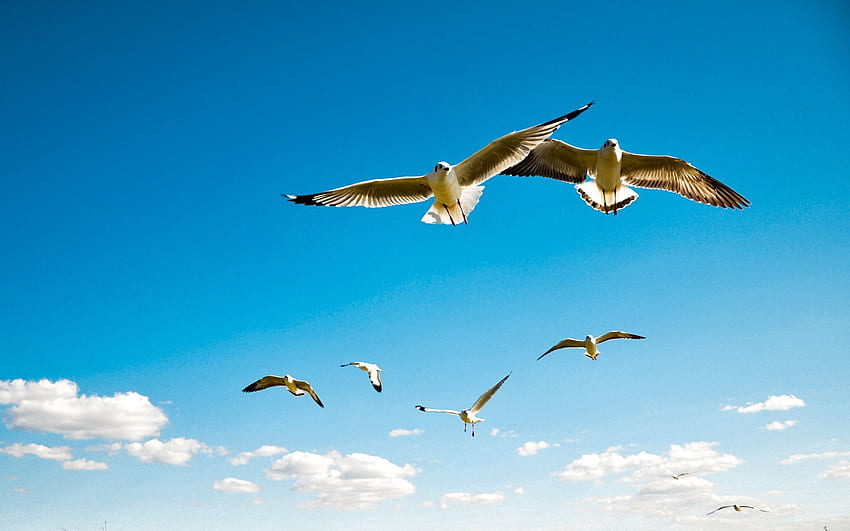 Animals, Birds, Sky, Seagulls, Flight, Wings, Swing, Albatross HD wallpaper