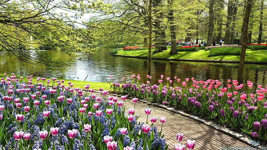 Градините Keukenhof, Холандия, река, пътека, цветове, дървета, лалета, пролет HD тапет