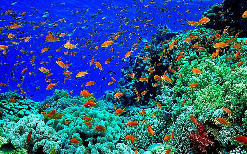 Beautiful Underwater Background HD wallpaper | Pxfuel