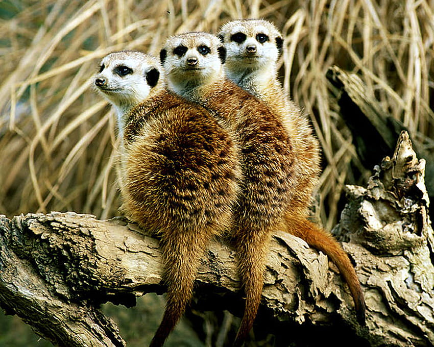 Meerkats, animal, sweet, meerkat, portrait HD wallpaper