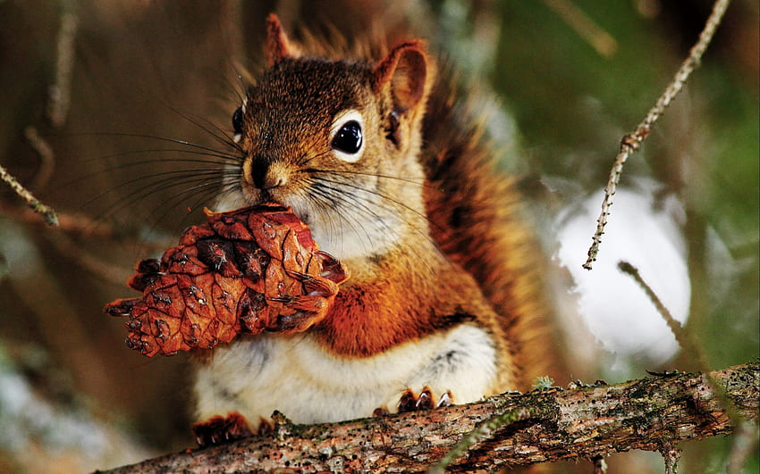Tiere, Eichhörnchen, Essen, Kegel, Beule, Nuss HD-Hintergrundbild