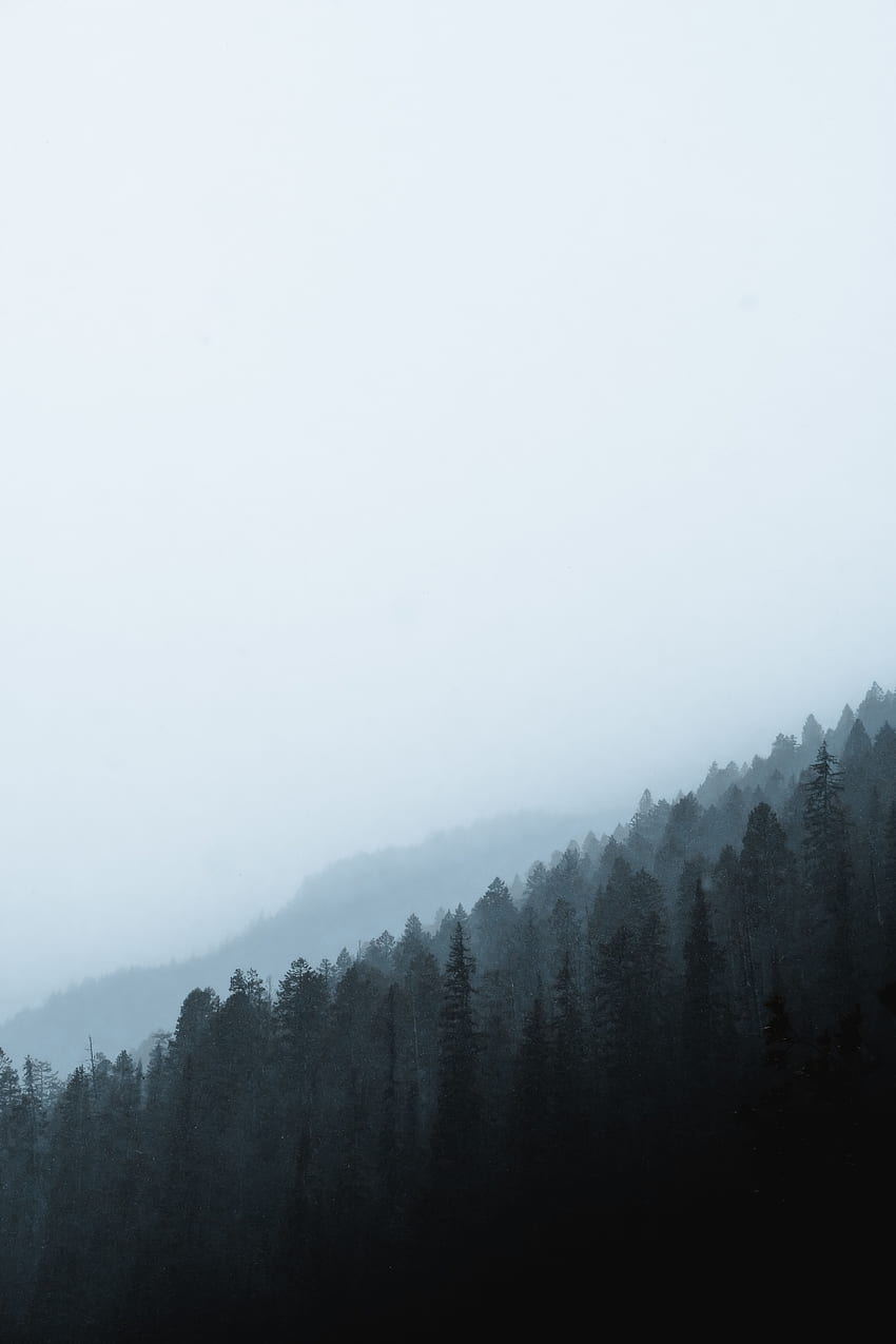 naturaleza, pino, conífero, bosque, niebla, pendiente fondo de pantalla del teléfono