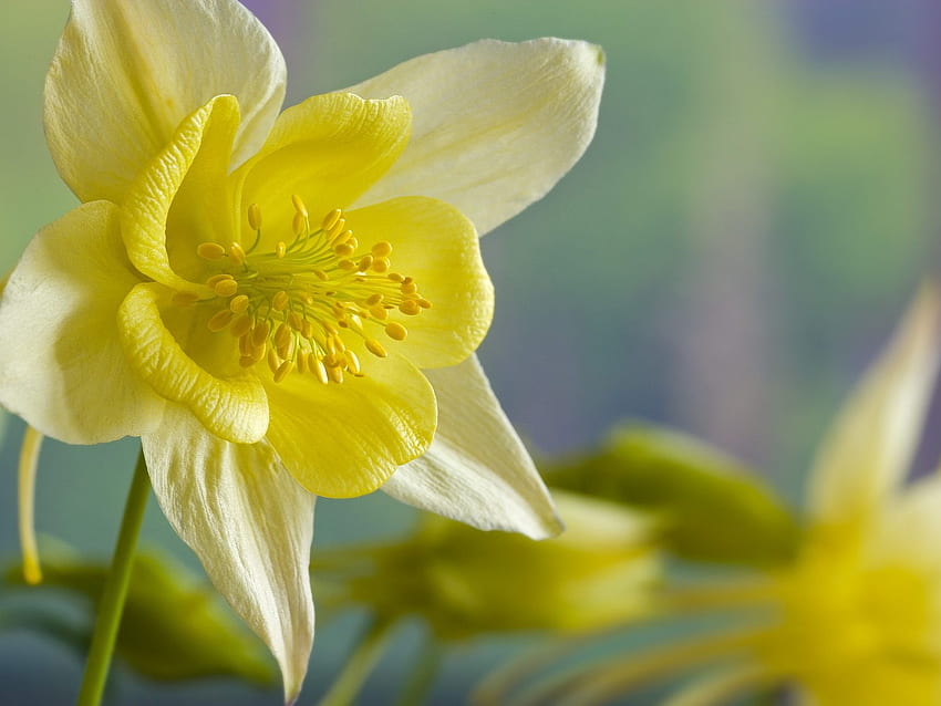 Ancolie jaune, ancolie, jaune, belle, nature, fleurs Fond d'écran HD