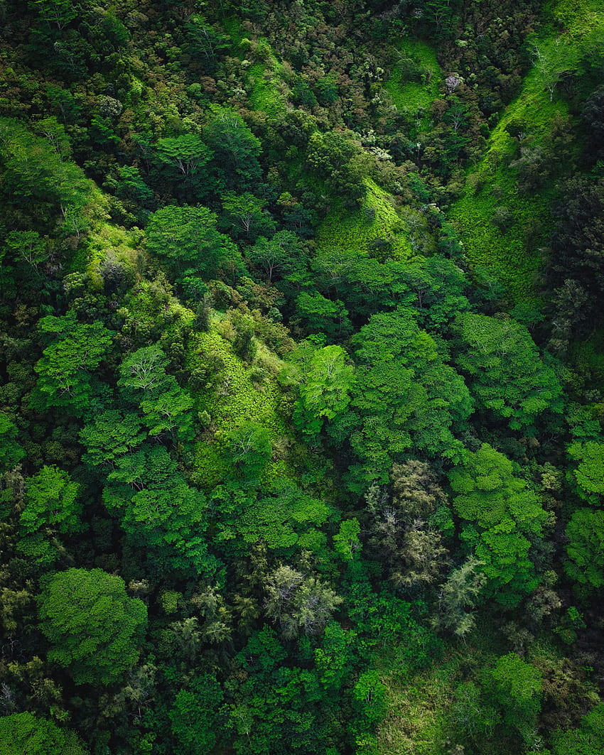 Nature, Trees, View From Above, Forest HD phone wallpaper