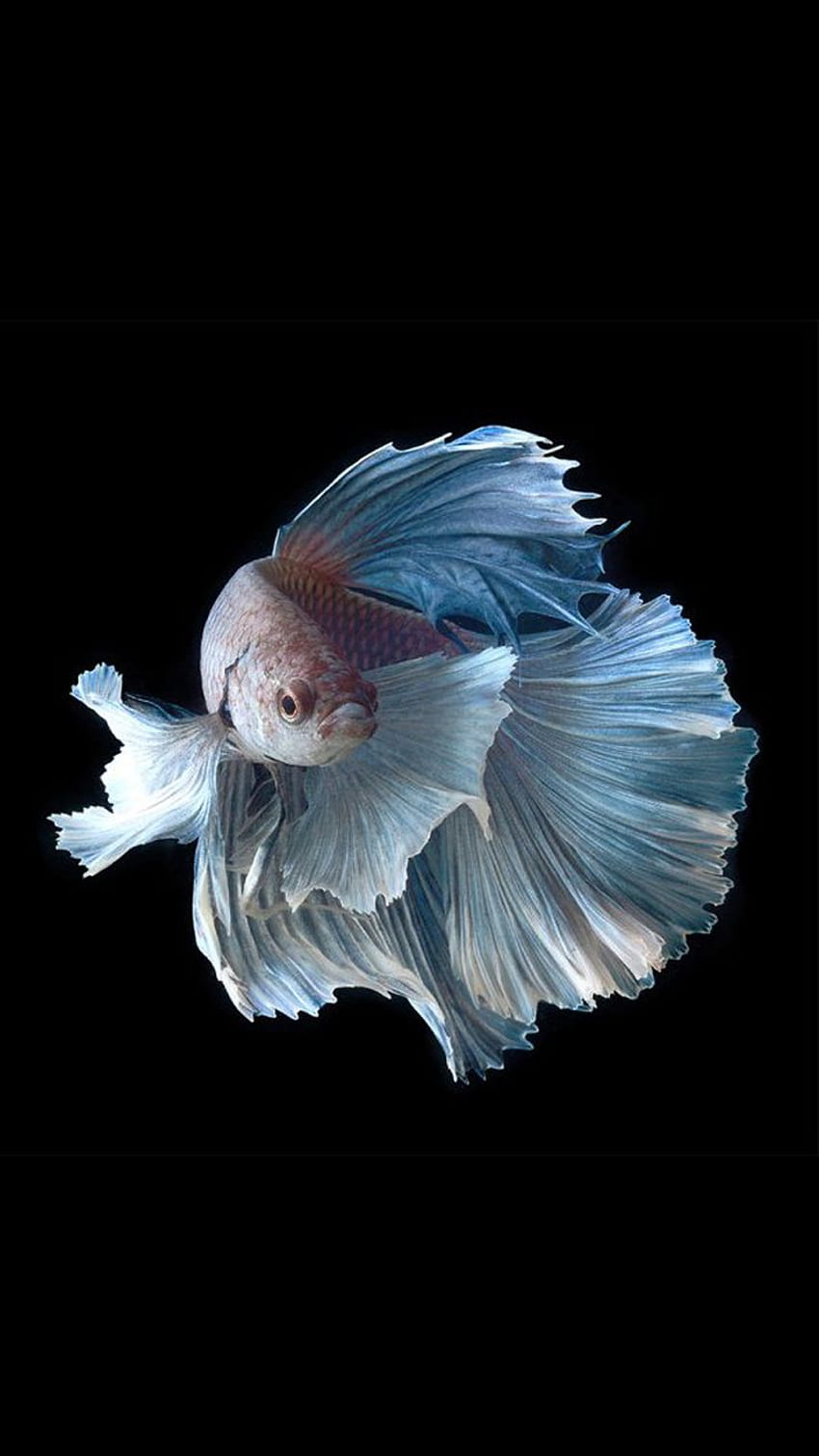 Apfelfisch, Blau, Feder, Schwanz, Flügel, iPhone 6 Fisch HD-Handy-Hintergrundbild