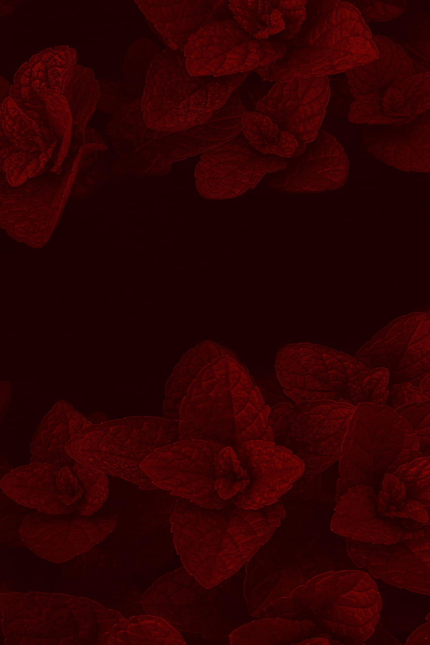 Leaves, Plant, Macro, Dark, Mint HD phone wallpaper