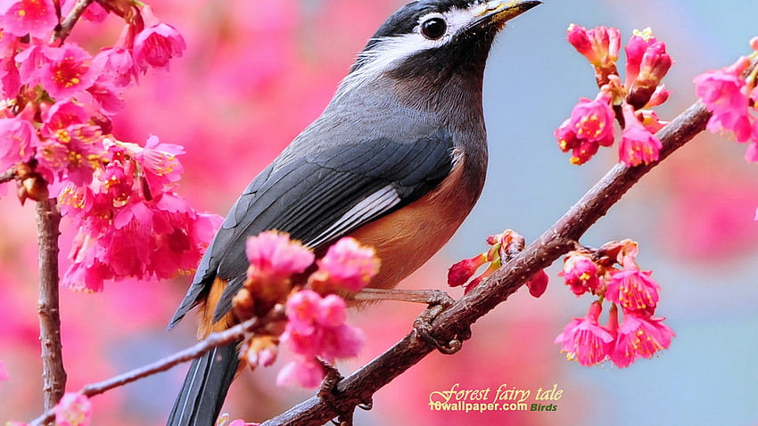 eared thrush Spring cute bird [] for your , Mobile & Tablet. Explore Cute Spring . , Halloween HD wallpaper
