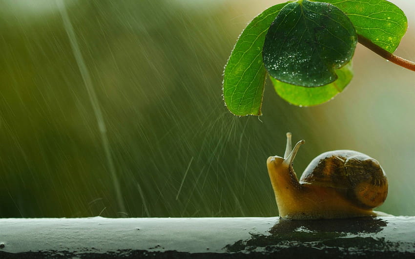 Охлюв, чадър, зелен лист, дъжд IPhone 5 5S 5C SE, фон HD тапет