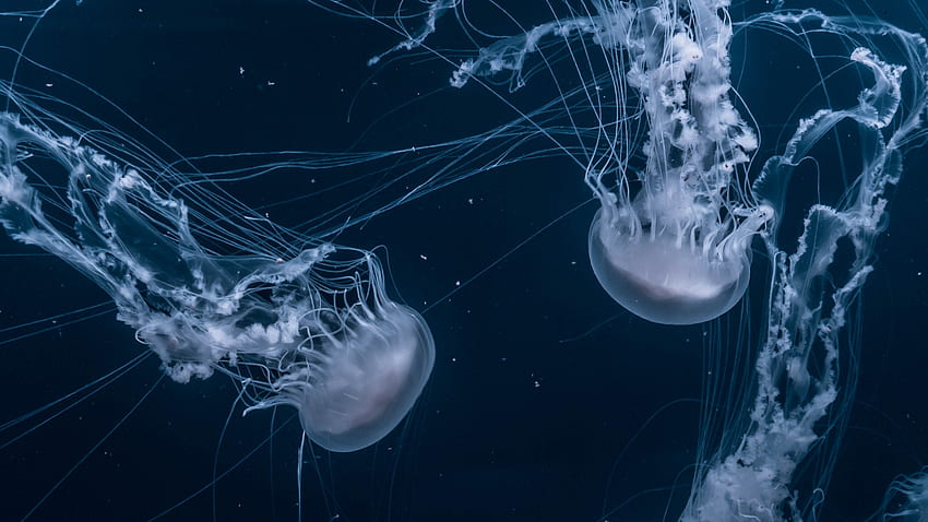 Jellyfish, blue, animal, summer, underwater, water HD wallpaper