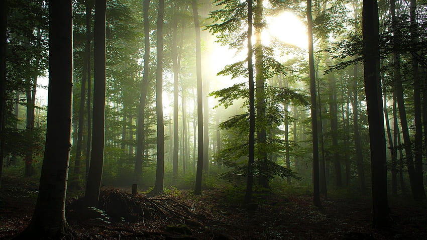 Forest graphy 12, Ancient Forest HD wallpaper | Pxfuel