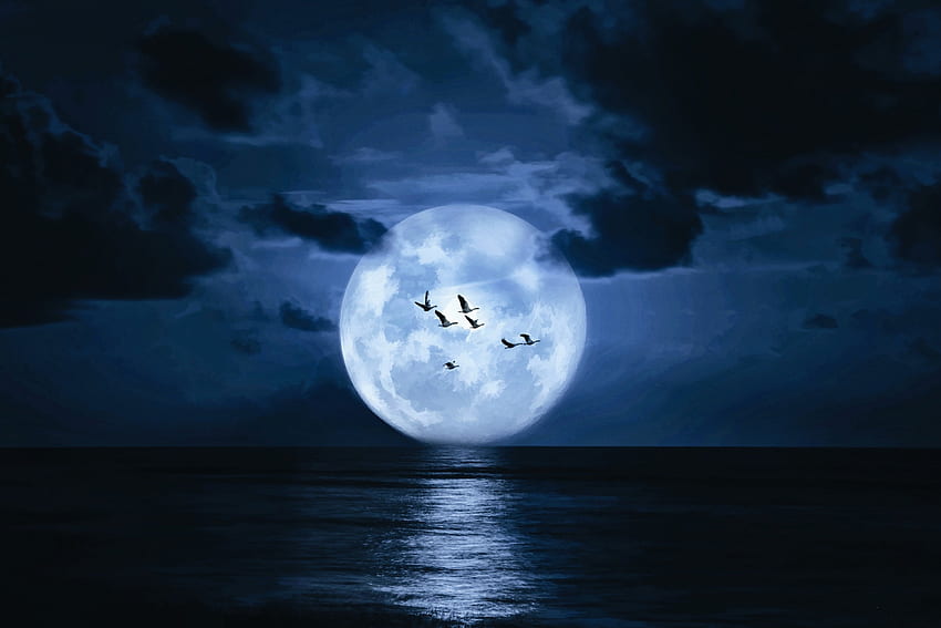 Full moon, night, sea, bird, summer, moon, fantasy, luna, luminos, silhouette, cloud HD wallpaper