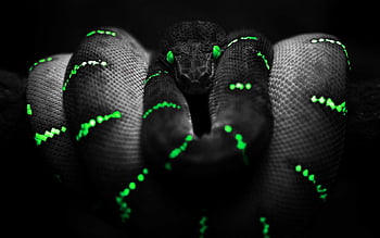 3D Animal Snake  Snake wallpaper, Animal wallpaper, Snake