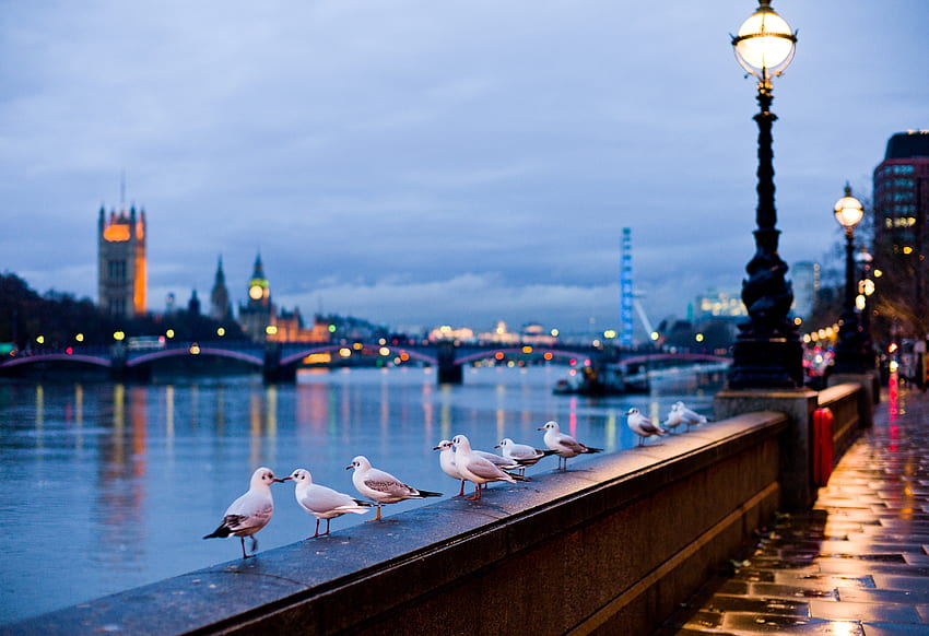 Cities, Rivers, Seagulls, London, City, Shine, Light, Lamp, Street, Bokeh, Boquet, Lamps, England HD wallpaper