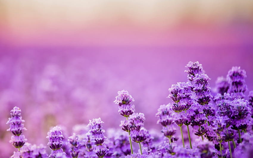 beautiful lavender wallpaper