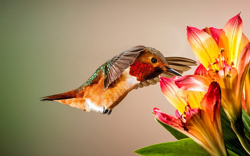 Hummingbird, Bird, Flowers, Wings, Feathers HD wallpaper