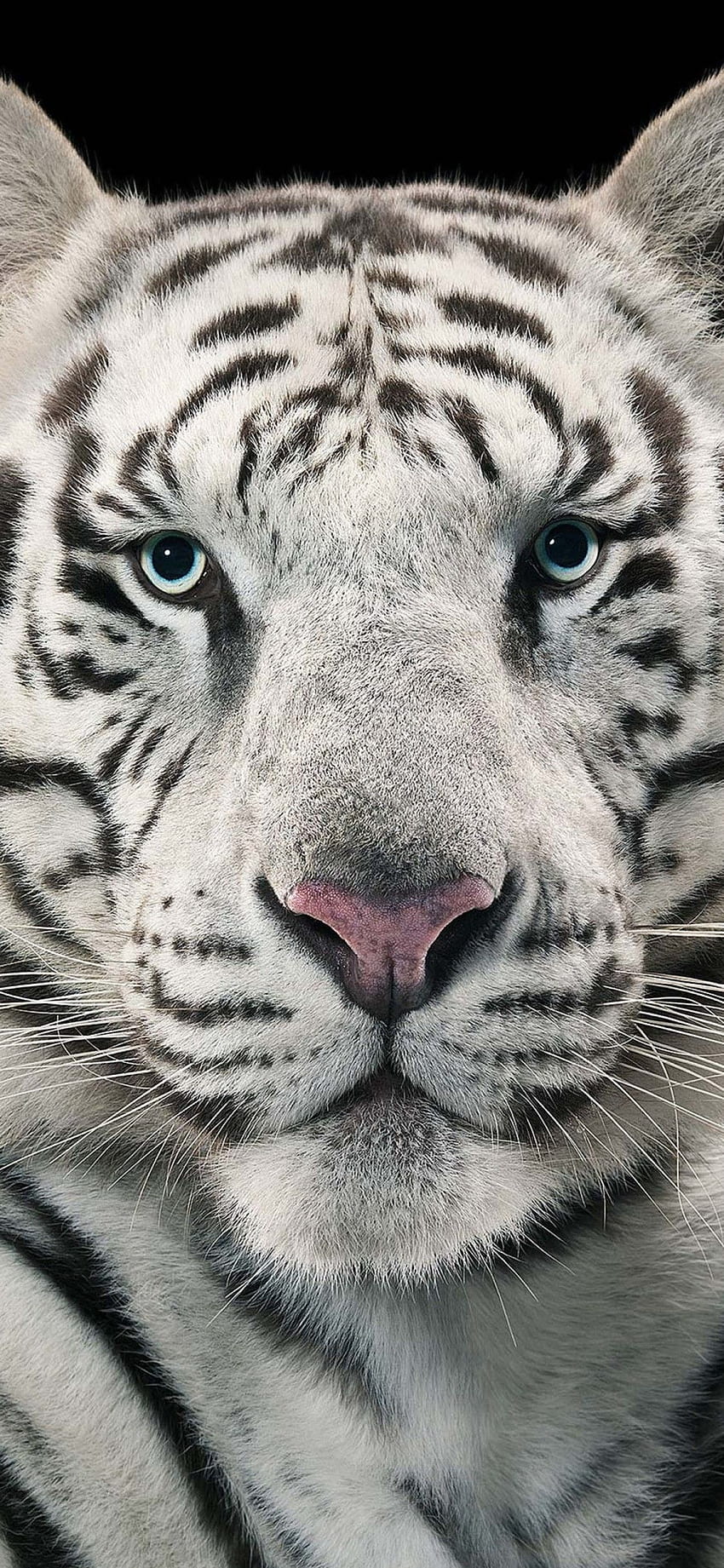 Tiger 1125x2436 Resolution Wallpapers Iphone XS,Iphone 10,Iphone X