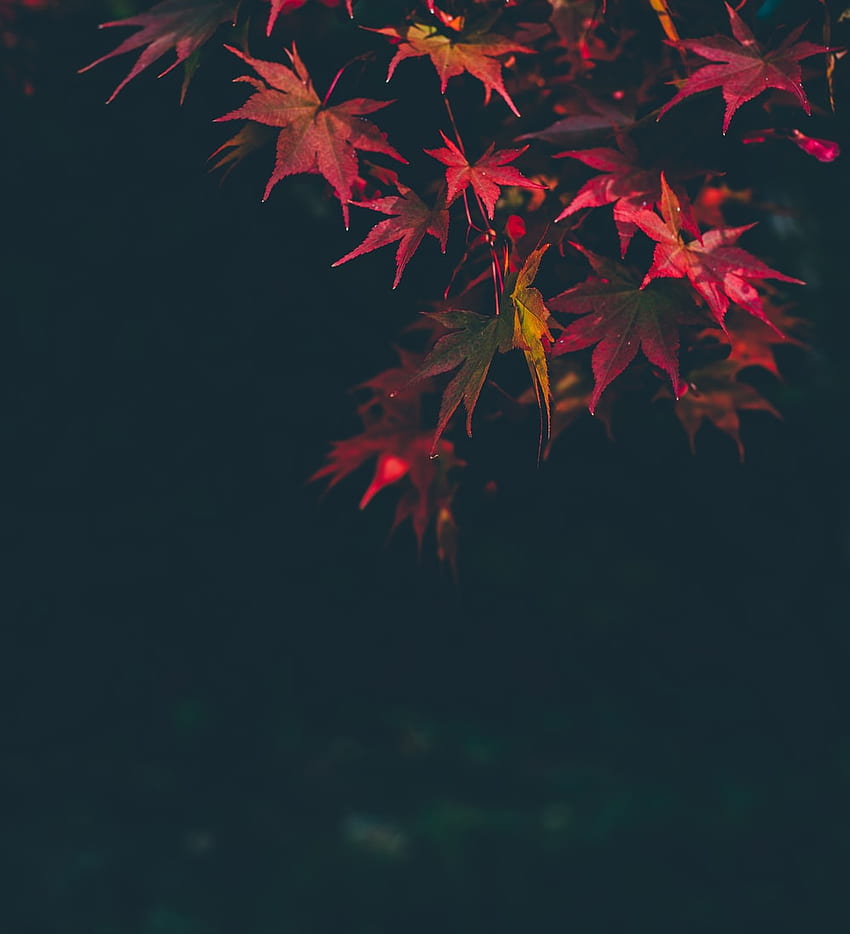 Maple Leaves, Japanese Maple Leaves HD phone wallpaper