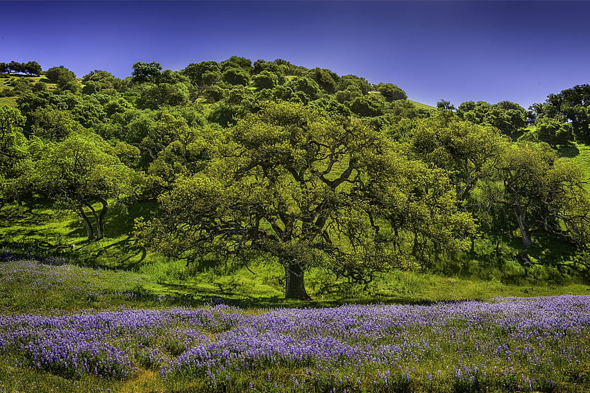 Natur, Blumen, Bäume, Wiese, Lupine HD-Hintergrundbild