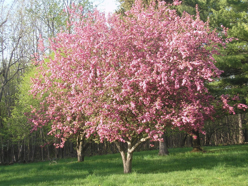 Spring tree, flowers, spring, apple tree, Massena HD wallpaper
