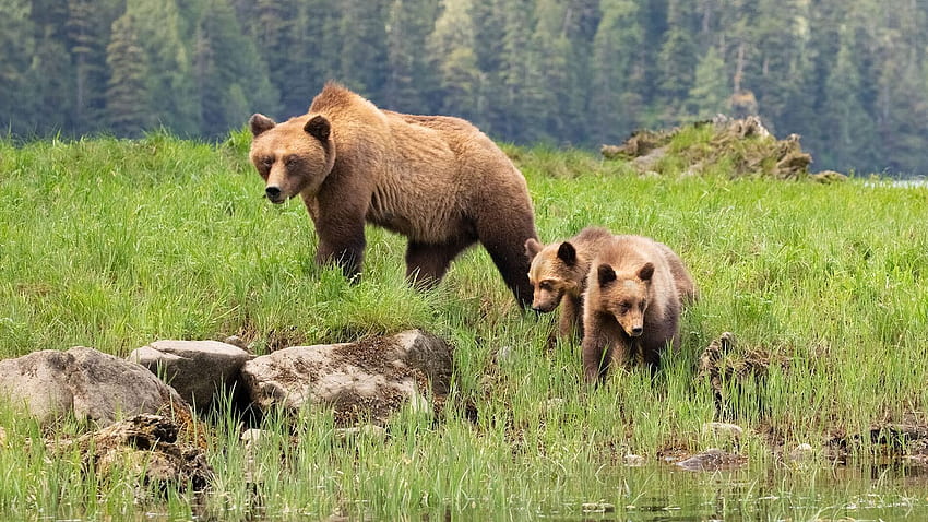 The call of the wild: searching for grizzly bears and whales on British Columbia's Vancouver Island, Bear Riding Shark HD wallpaper