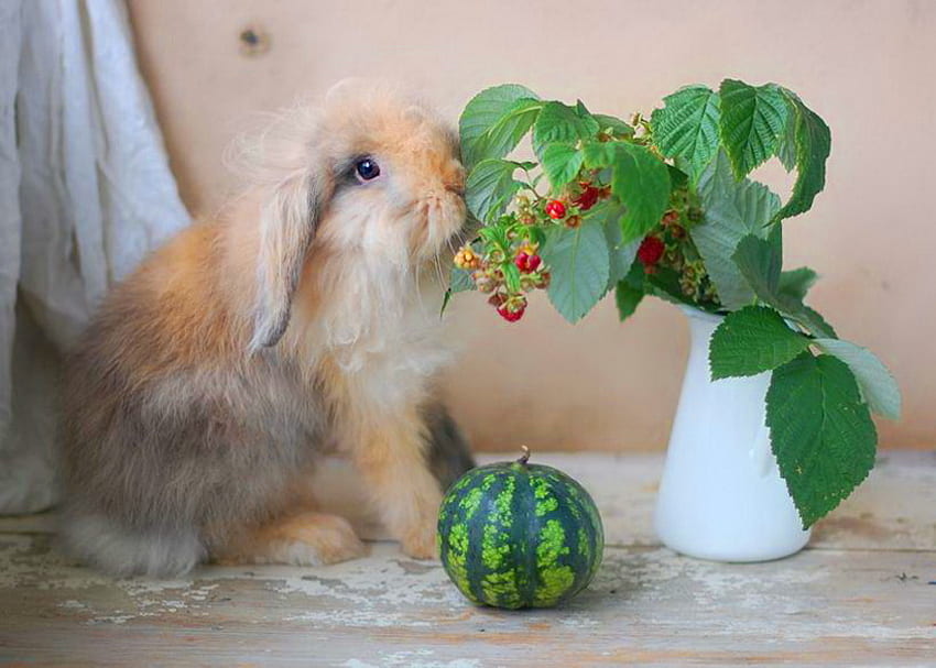 I found my lunch, bunny, white, plant, brown, vase, floppy ears HD wallpaper