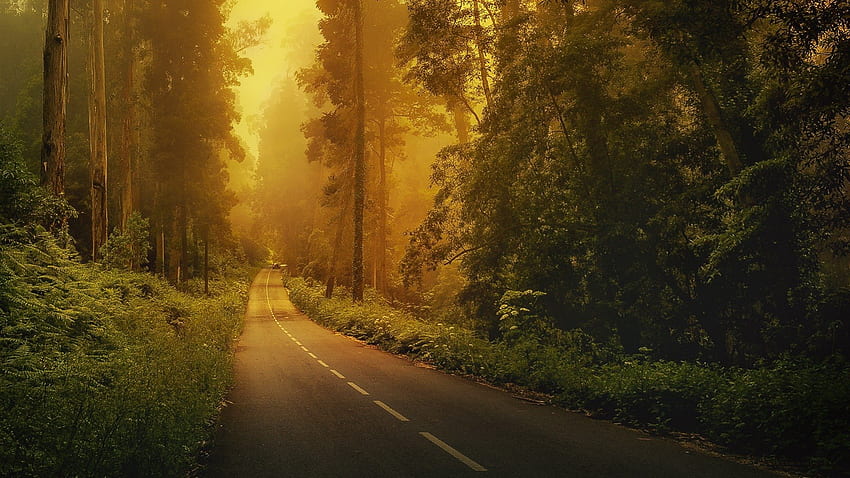 forest road, trees, road, forest HD wallpaper