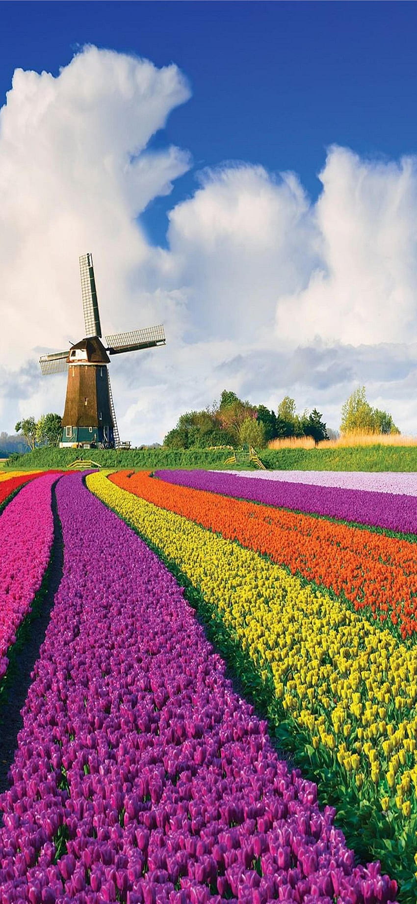 オランダのチューリップ畑 iPhone HD電話の壁紙