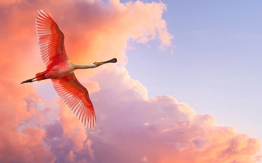Animals, Sky, Clouds, Flamingo, Bird, Flight HD wallpaper