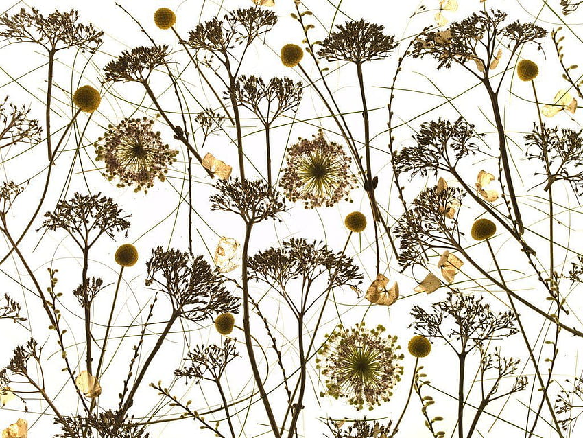 Gros plan de fleurs et de plantes séchées, affiches et impressions en studio par Assaf Frank, fleurs sèches Fond d'écran HD