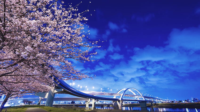 Sakura Cherry Blossom Tree Under Blue Sky Japanese . HD wallpaper