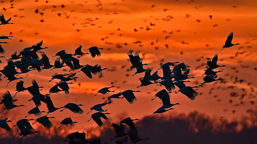 Sandhill cranes fly the Platte by .hub.app, Flying HD wallpaper